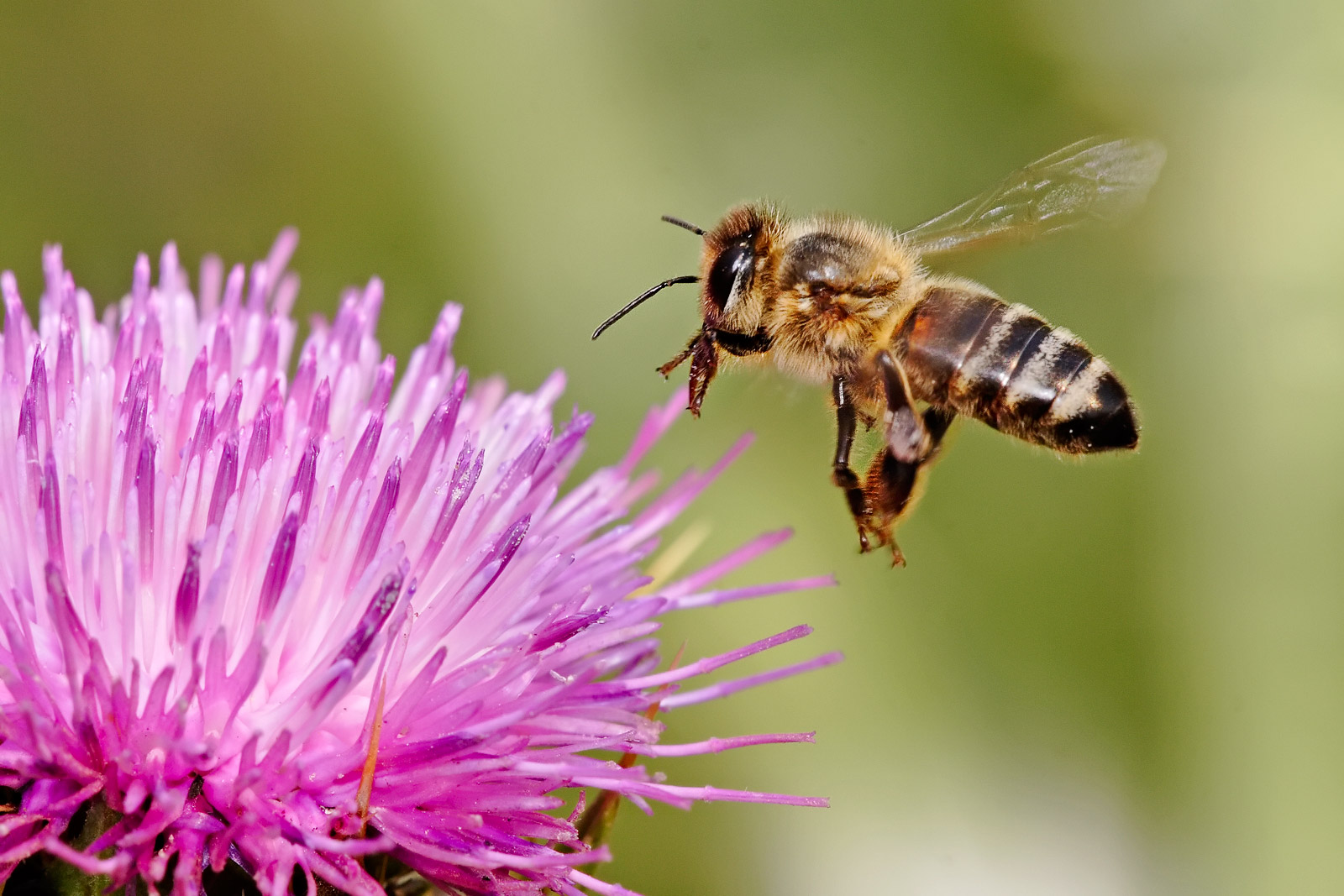 No Bees, No Food!  Get Educated with Heller Nature Center