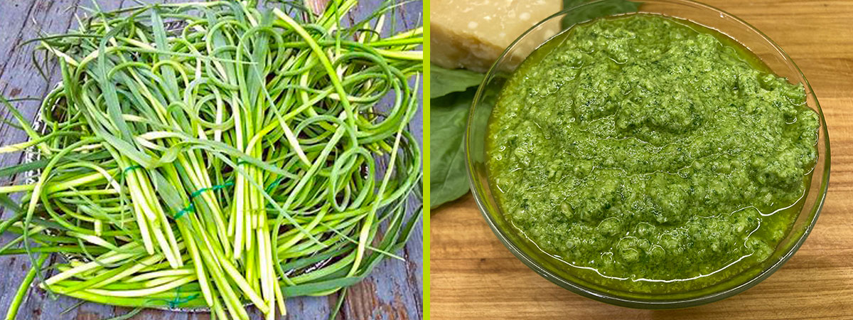 Garlic Scape Basil Pesto